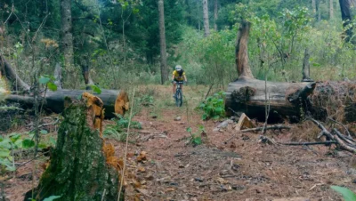 Causas de la Deforestación en Guatemala