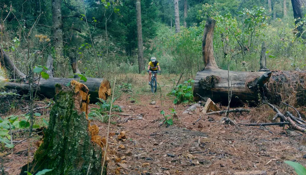 Causas de la Deforestación en Guatemala