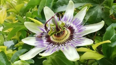 Passiflora Caerulea