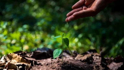 Reforestación en Guatemala