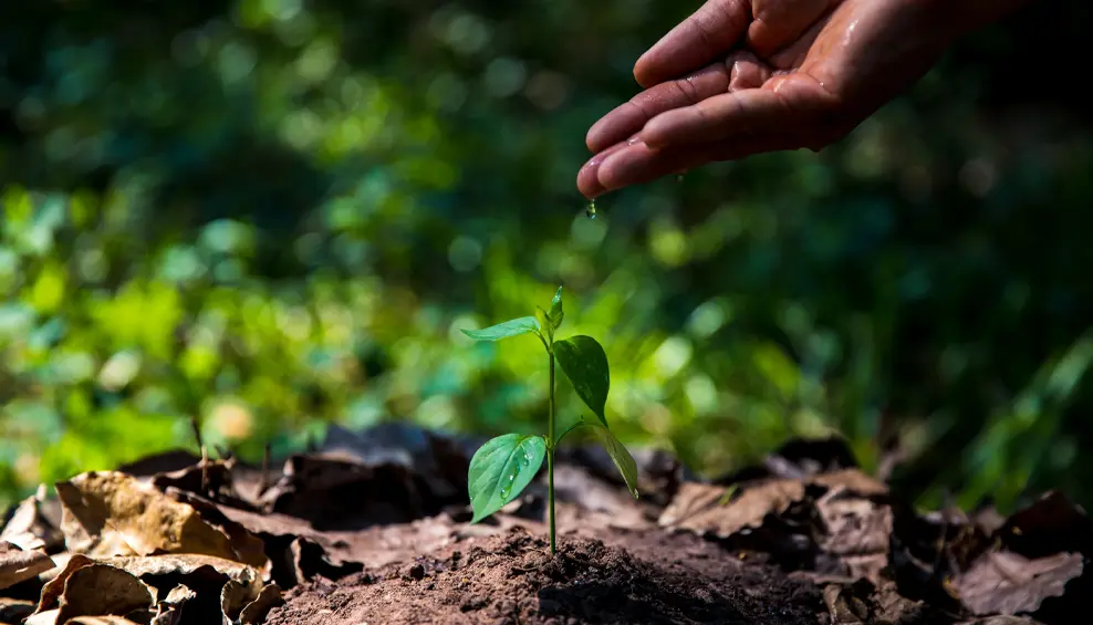 Reforestación en Guatemala