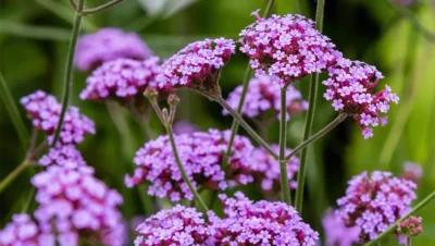 verbena para que sirve