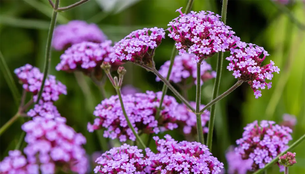 verbena para que sirve